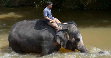 borneo elephant with human